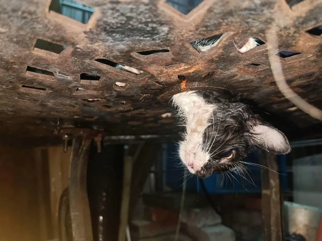 幼貓頭部被卡住,動彈不得。(圖/新北市政府動物保護防疫處)