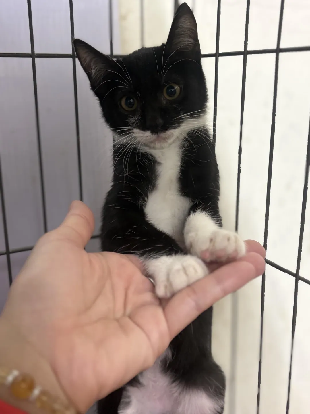 被救出的貓咪恢復良好,並已完成疫苗施打。(圖/新北市政府動物保護防疫處)