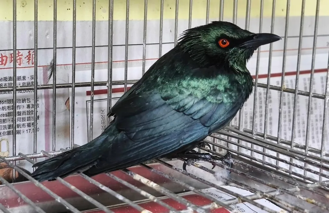 亞洲輝椋鳥又名菲律賓輝椋鳥。（圖／新北市政府）
