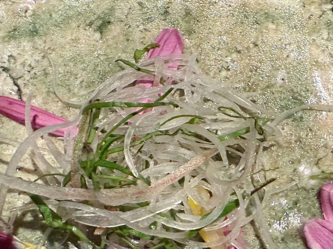 辛香植物的搭味。(圖/黃宏輝提供)