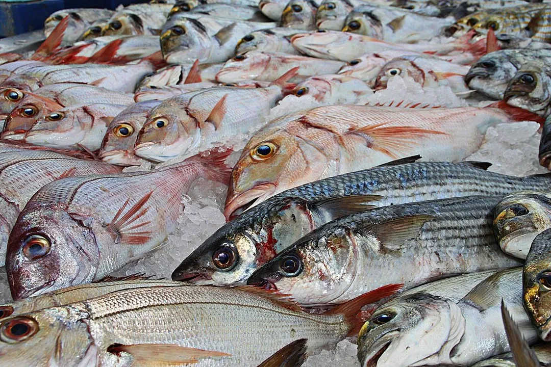 鮭魚、鯖魚、沙丁魚、鯡魚與鯷魚是最能提供有效Omega-3的魚類。(示意圖/Pixabay)