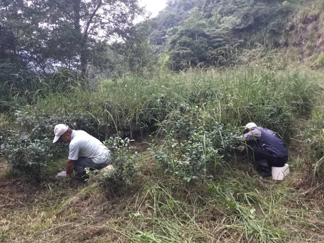 溫室氣體減量方法學《以草生栽培法提升有機友善茶園土壤碳匯》已通過環境部審定。(新生永續顧問提供)