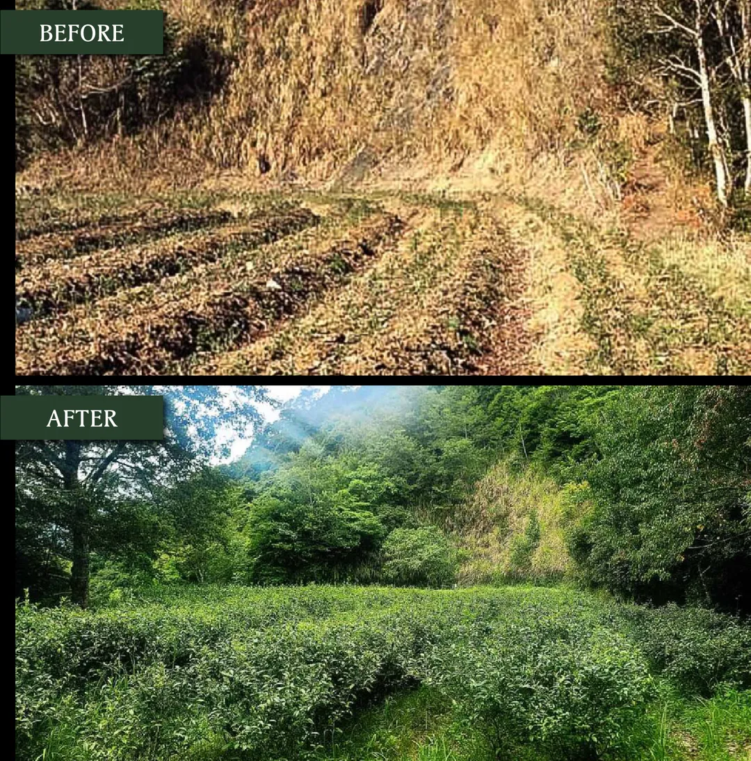 拉拉山茶園不除草、不施肥、不灌溉,維持生態平且產量成長。(新生永續顧問提供)