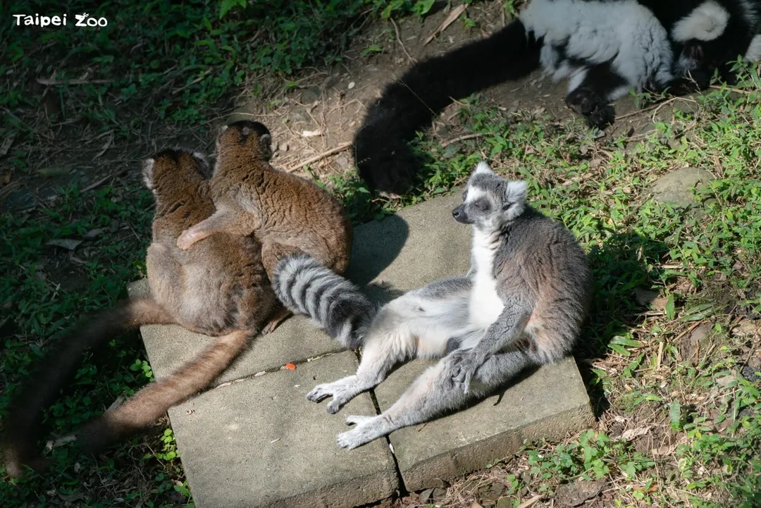 對來自馬達加斯加島熱帶森林的狐猴來說,溫暖舒適的日光浴是冬日的難得享受。(圖/台北市政府)