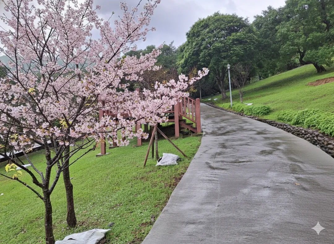 嗄嘮別公園以櫻花植栽為主要景觀特色。（圖／陽明山公園管理所提供）