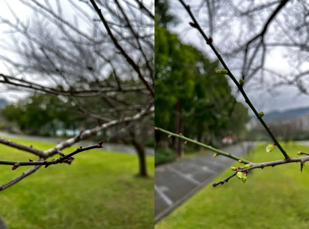 南港公園的梅花花芽。（圖／台北市政府）