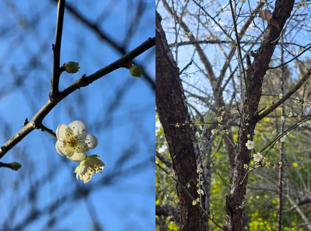 南港公園百花齊放的枝條。（圖／台北市政府）