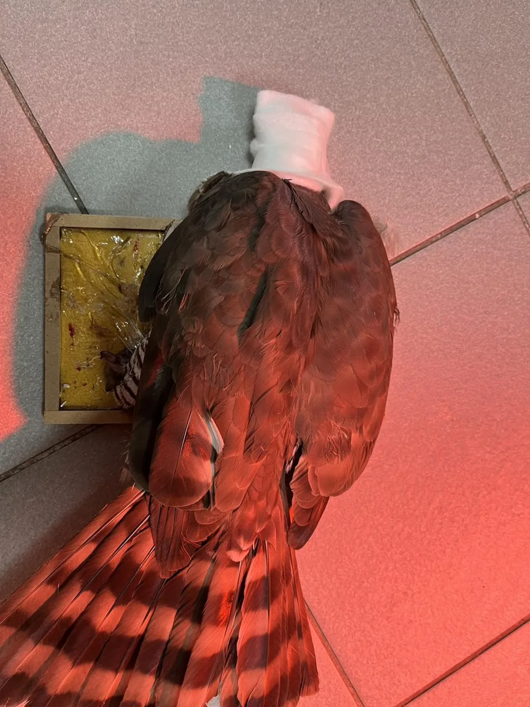 獸醫先以紗布包裹罩住其頭部，降低猛禽因視覺刺激產生的緊迫反應。（圖／新北市政府動物保護防疫處提供）