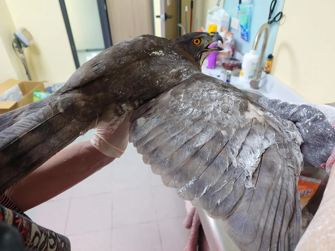 脫離後初步檢查翅膀。（圖／新北市政府動物保護防疫處提供）