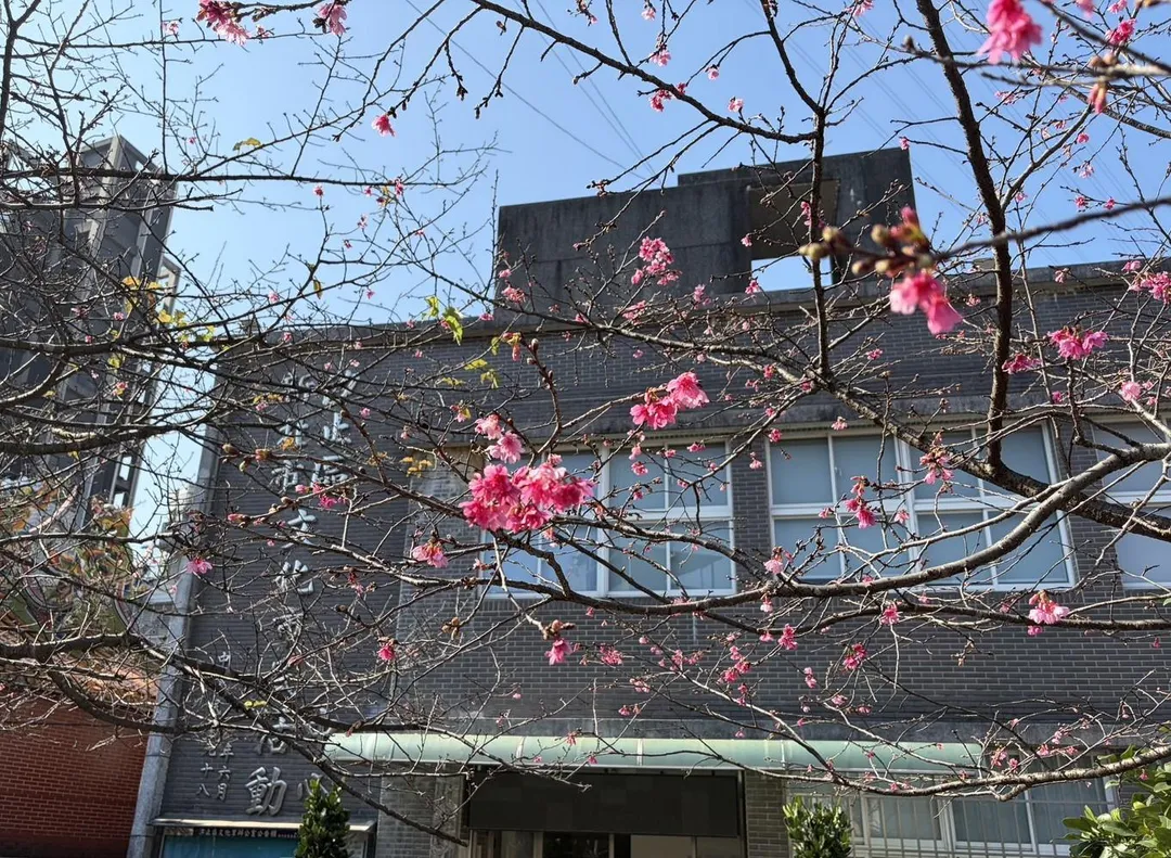 汐止康誥坑溪櫻花廊道，其沿岸種植的山櫻花已悄然綻放，預估1月下旬至2月上旬盛開。（圖／新北市政府綠美化環境景觀處提供）