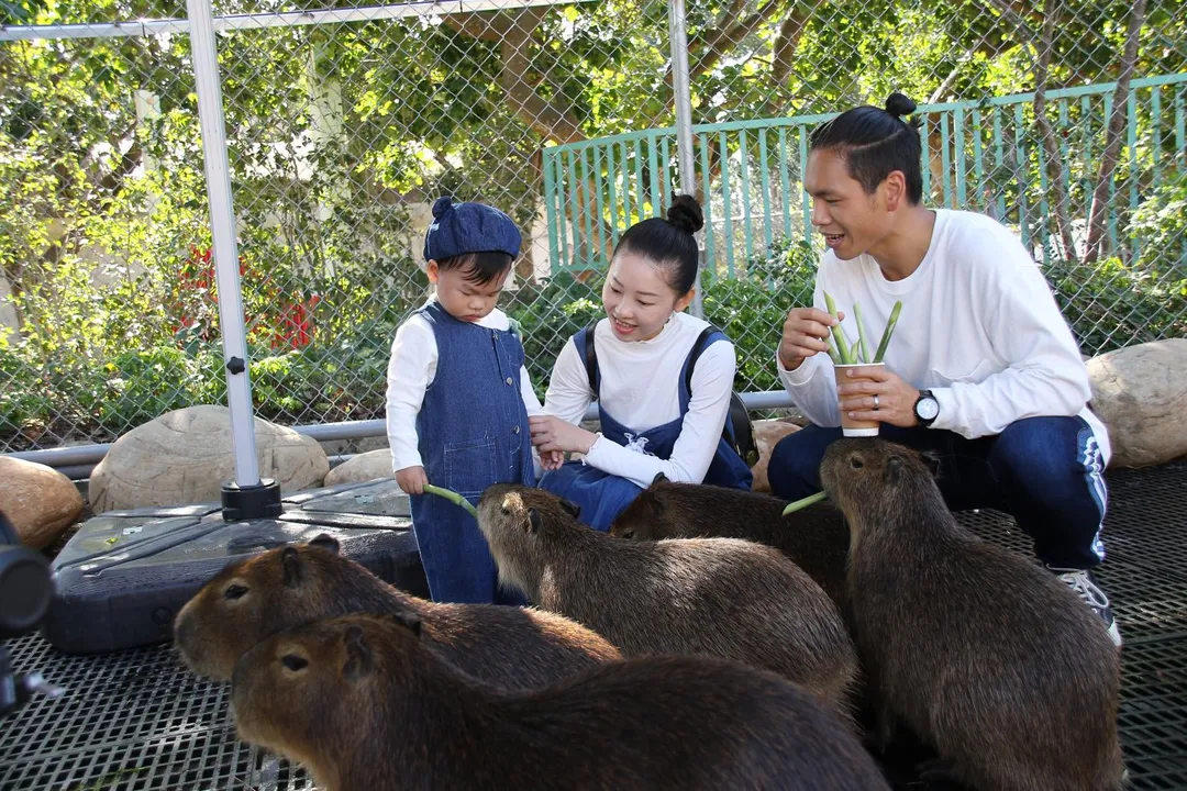 個月無限暢玩樂園、農場，季卡只要999元。（圖／麗寶樂園）