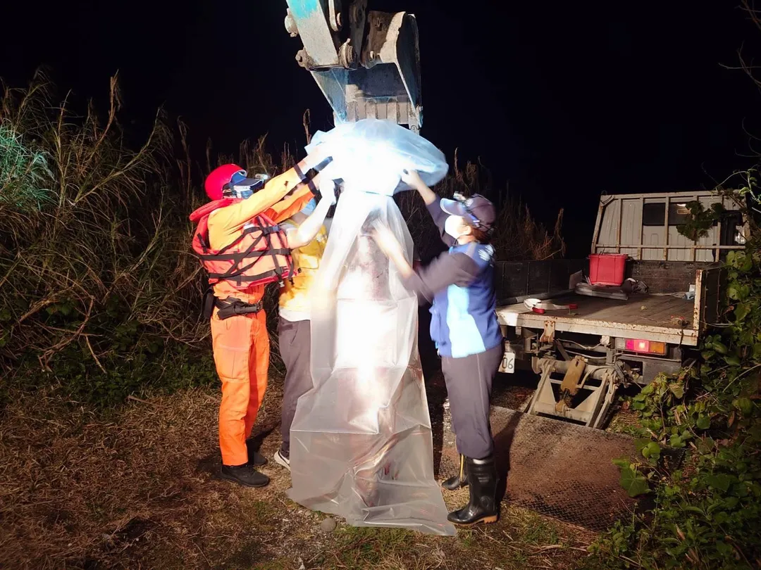 晚間9時許，成功大學委託廠商抵達現場採樣並將鯨豚遺體運回成功大學鯨豚中心檢驗。（圖／海巡署東部分署第一三岸巡隊提供）