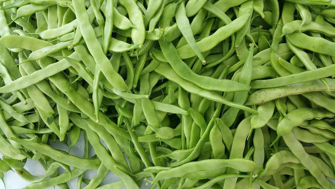 「豆科植物」是連續採收性植物，農民種植時，噴灑農藥的種類、頻率高，以致於農藥殘留的不合格率居高不下。（示意圖／Pixabay）