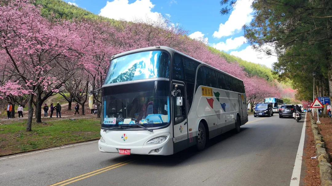 市府整合865區公車、賞櫻專車及武陵農場門票及台中Go套票，歡迎民眾購買賞櫻。（圖／台中交通局提供）