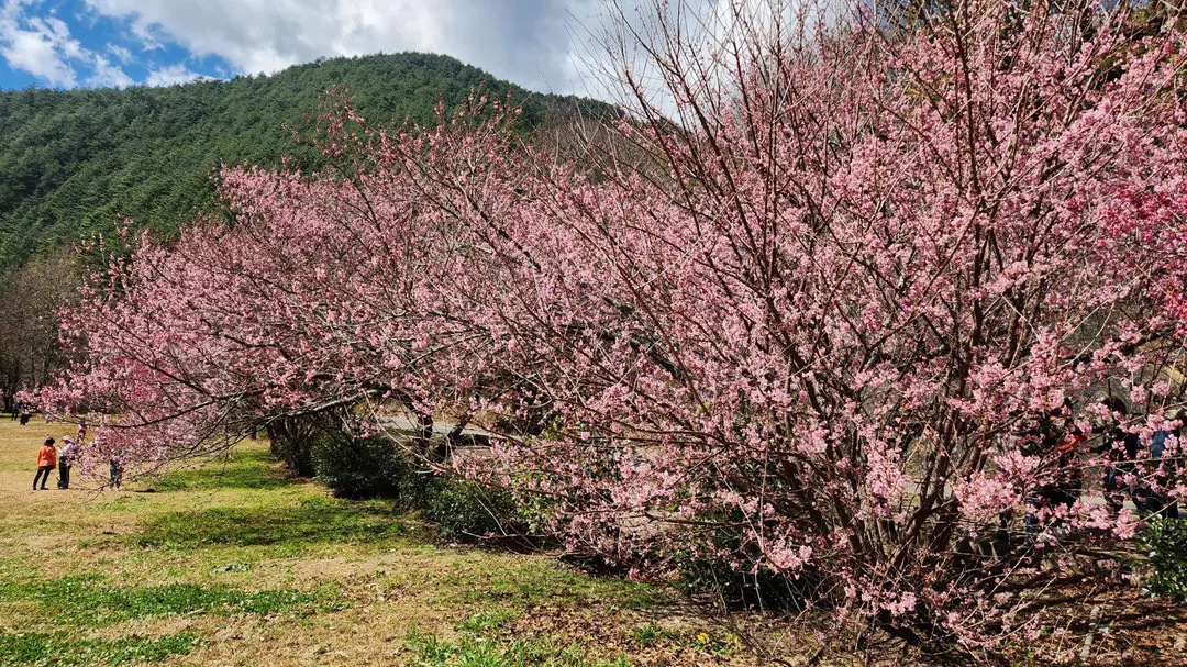 武陵櫻花季2月中旬登場。（圖／台中交通局提供）