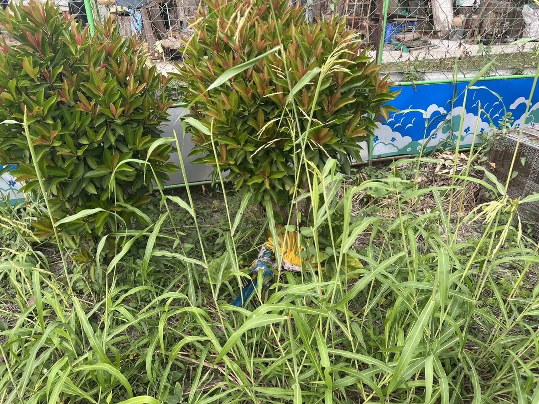 金剛鸚鵡遭虐殺丟棄。（圖／警方提供）