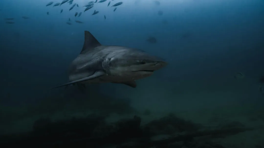 澳洲東岸在2天內發生4起鯊魚攻擊事件。（示意圖／unsplash）