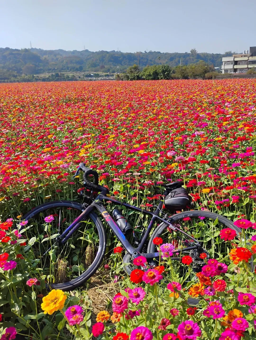 甚至有人將脚踏車騎到花海當中，毫無公德心。（圖／米諾斯提供）