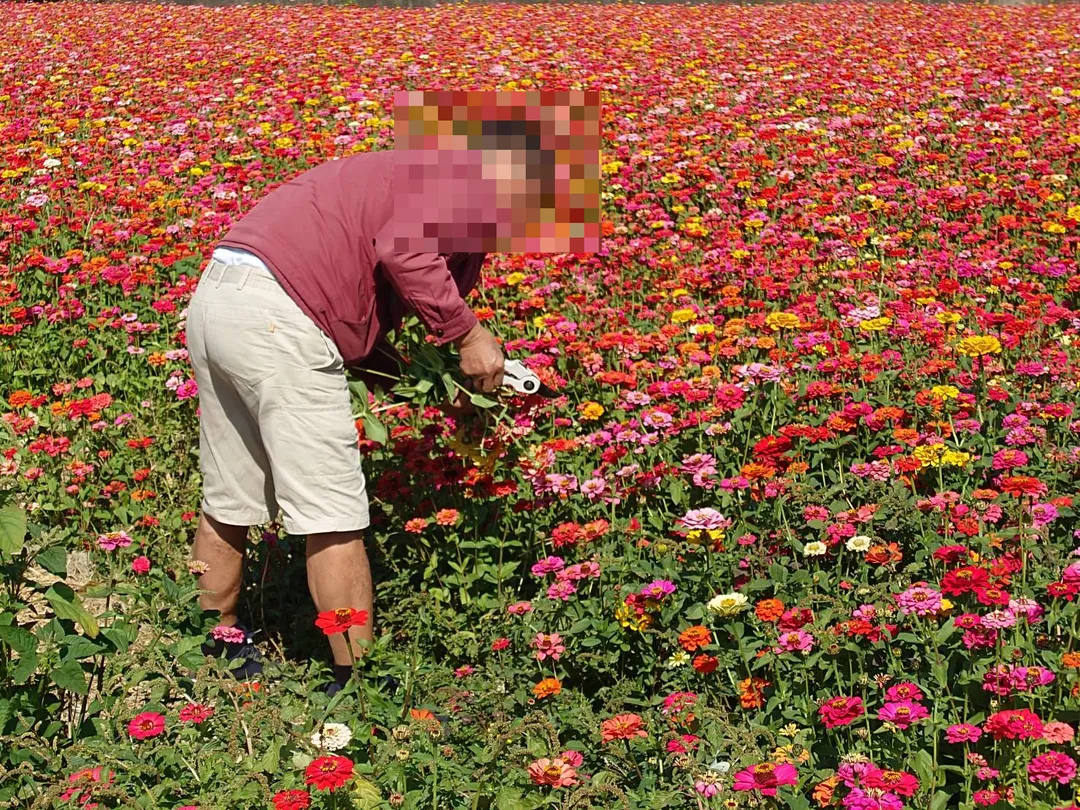 有遊客持剪刀大把摘取花朵帶走。（圖／米諾斯提供）