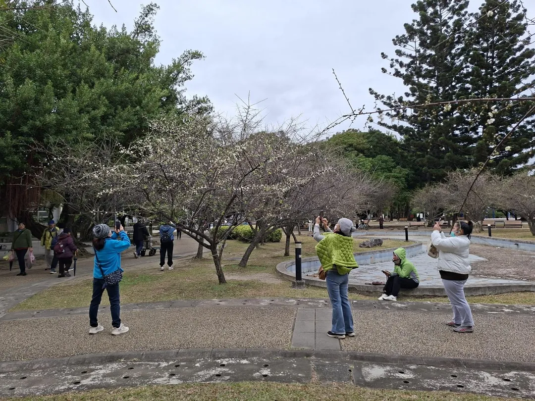 來榮星花園，大家一致動作就是拿起手機找到最佳鏡位，拍下梅花美麗身影。（圖／北市工務局提供）