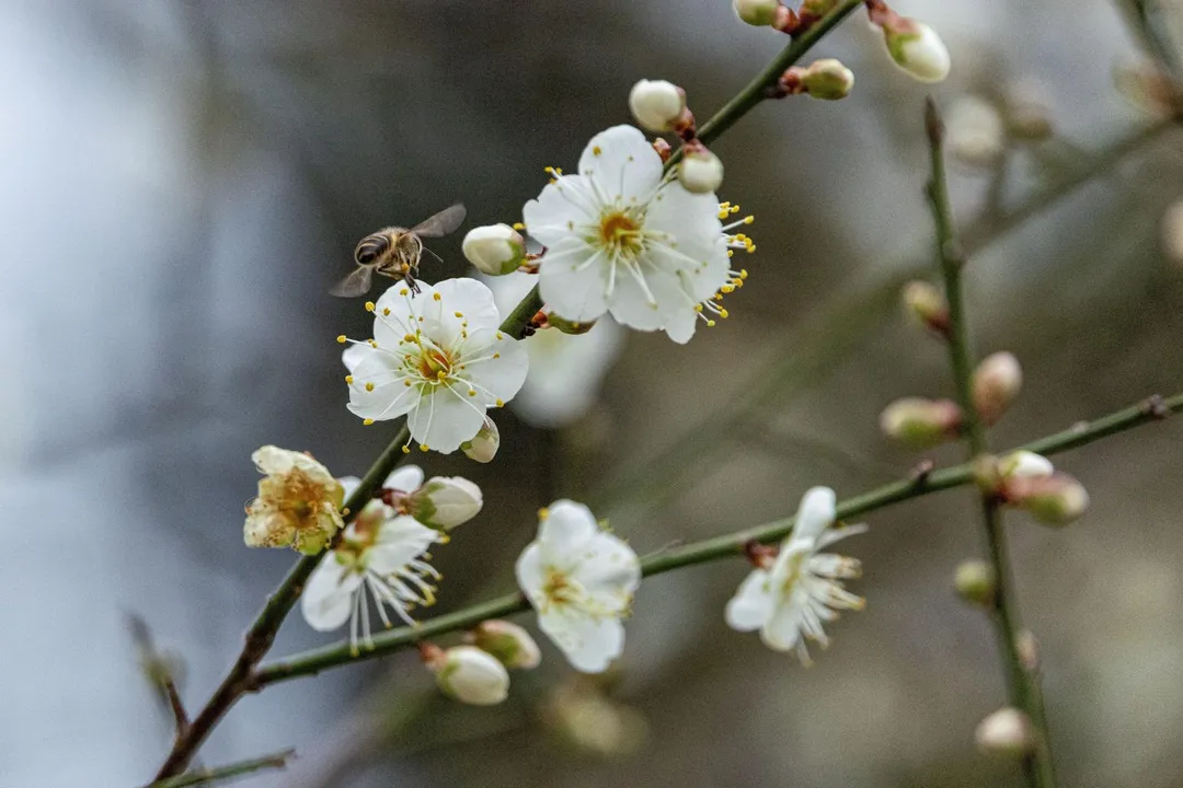 蜜蜂忙著採蜜，榮星花園生機蓬勃。（圖／北市工務局提供）