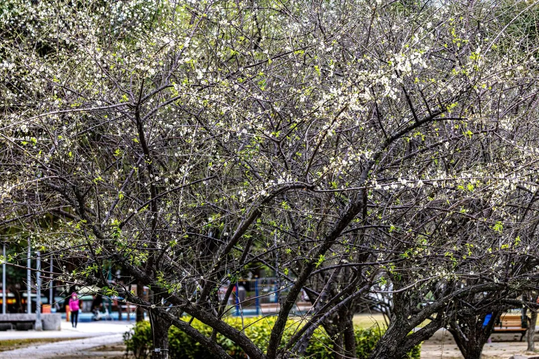 梅花盛開微風吹來，陣陣花香撲鼻，讓人感覺心情放鬆。（圖／榮星花園志工隊長林雍善提供）
