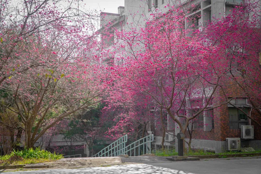 國立暨南大學校園擁有3000棵各式櫻花。(圖/暨南大學官網)