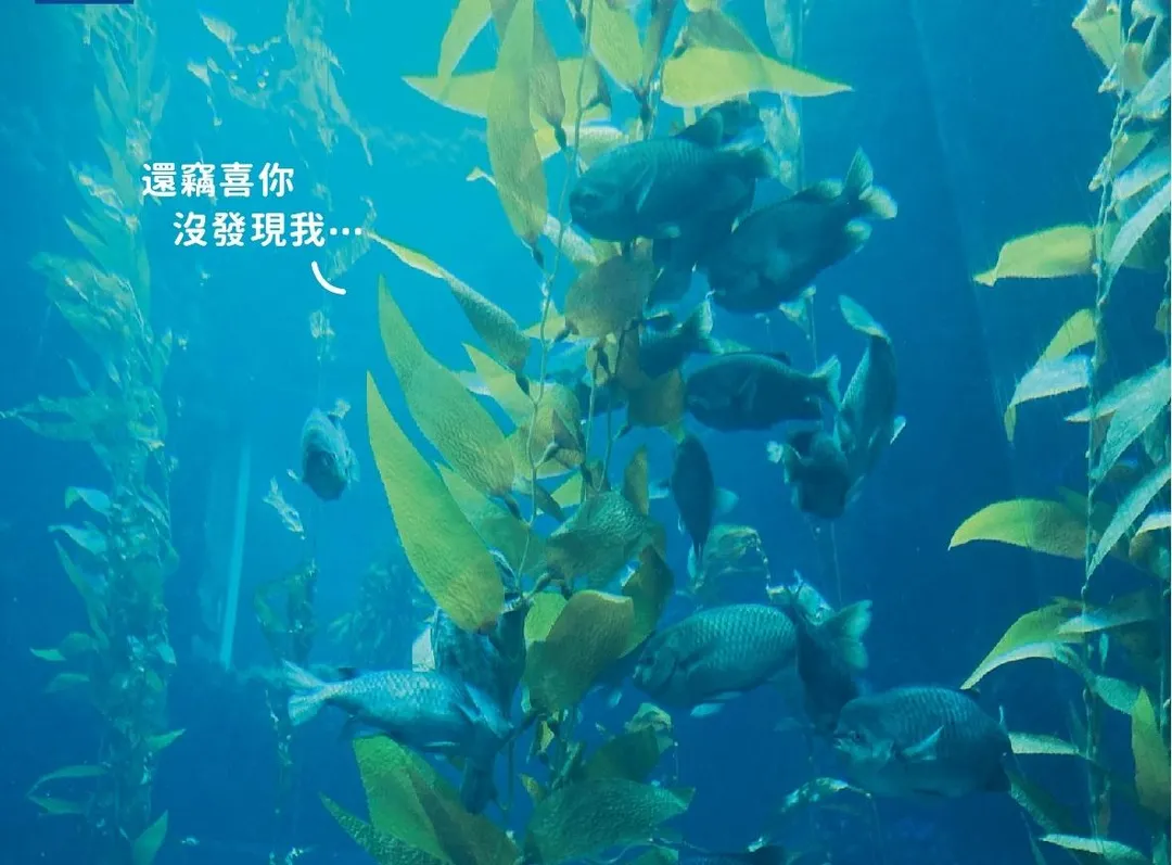 屏東海生館「巨藻森林」有活體海藻和人工海藻。(圖/翻攝自Facebook@ 國立海洋生物博物館)
