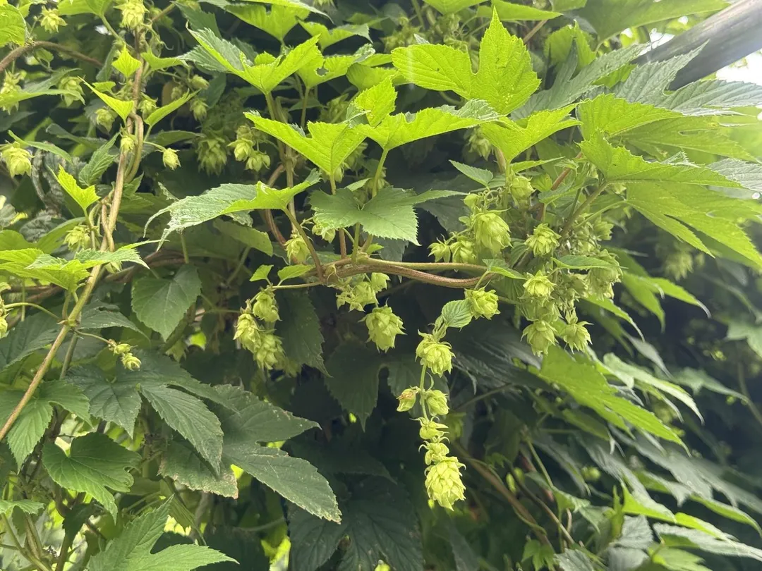 啤酒花苞。（圖／花蓮農改場）