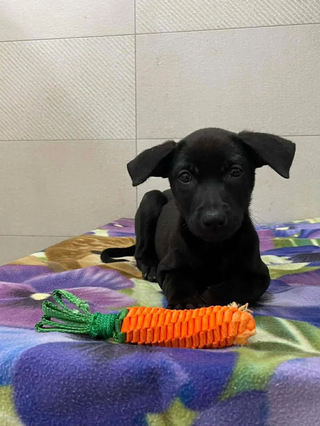 新北市動保處表示，動物之家目前收容近1200隻犬貓。（圖／新北市動保處）