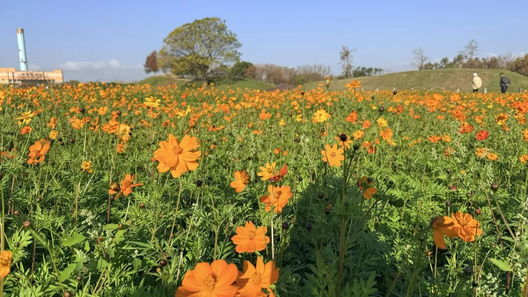 黃波斯花海相當美麗。（圖／台中市政府建設局）