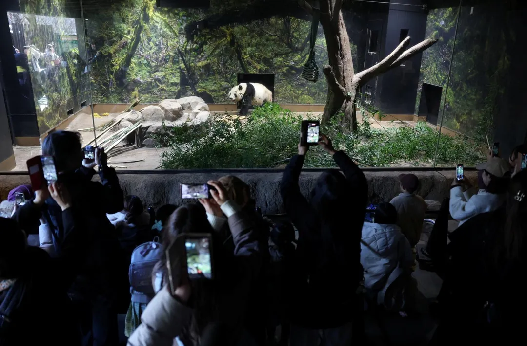 大批民眾今湧入東京上野動物園，看貓熊「曉曉」和「蕾蕾」最後一面。（圖／路透社）