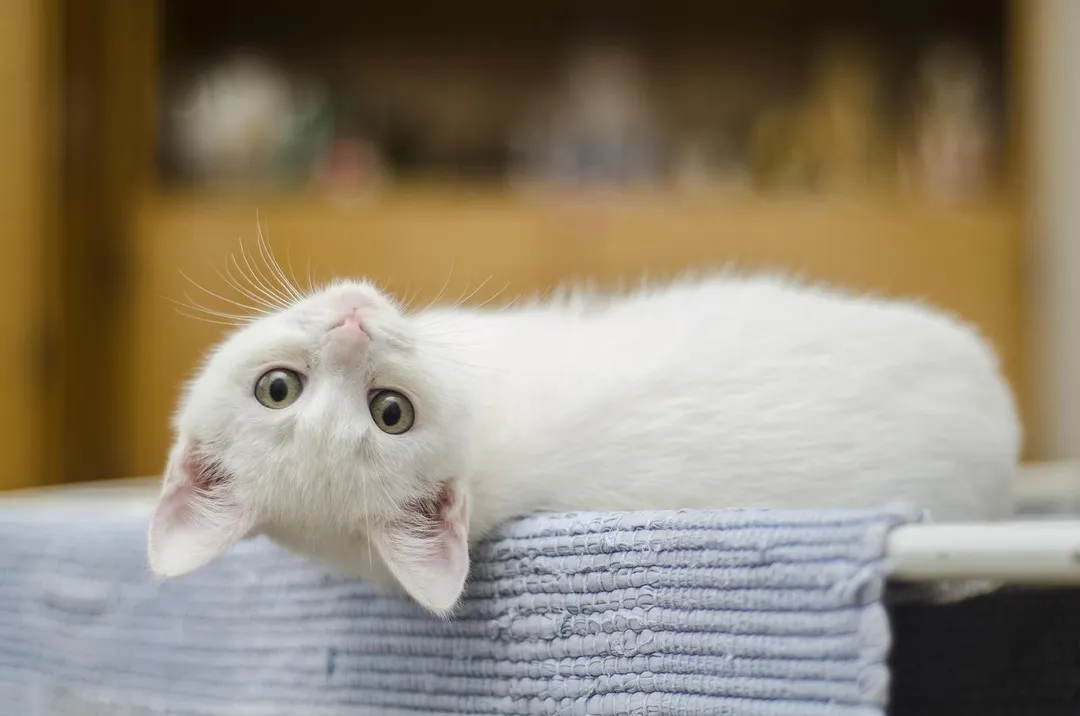 撒嬌攻勢是貓咪阻擋飼主出門的手法之一。（示意圖／Pixabay）