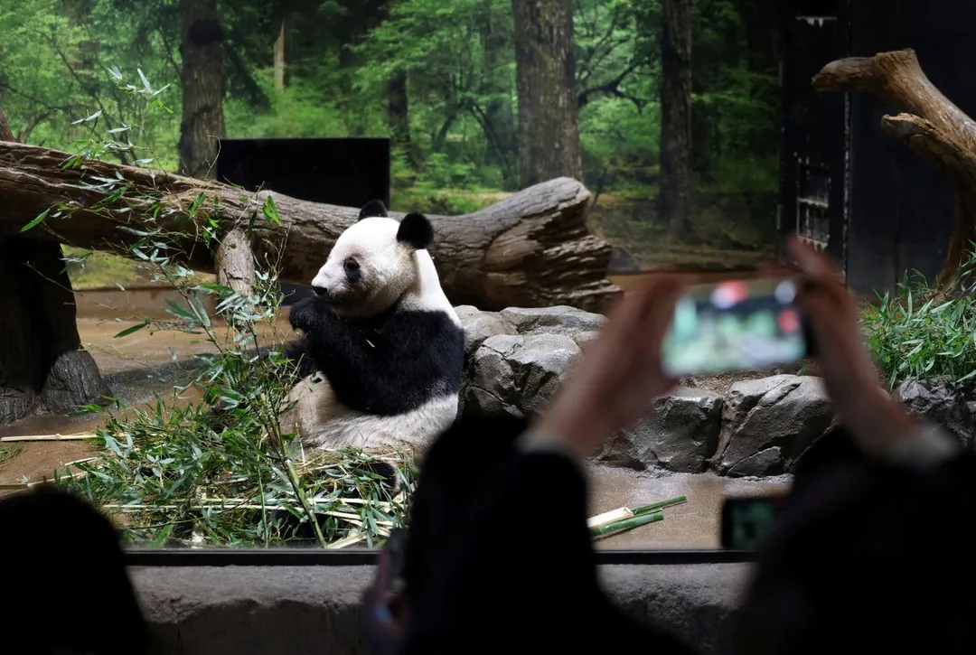 曉曉、蕾蕾昔日在東京上野動物園生活。（圖／路透社）