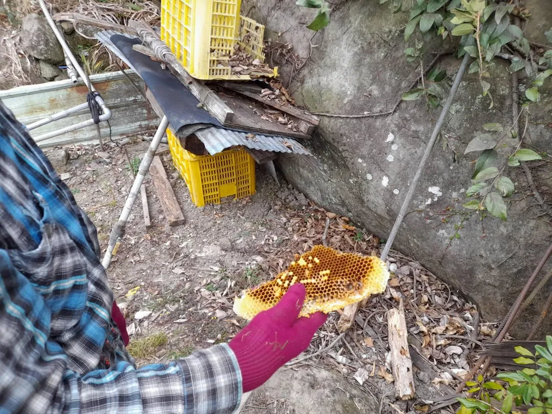 樂野地區民眾天然蜂箱遭黑熊啃食剩下的蜂巢片。（圖／林保署提供）