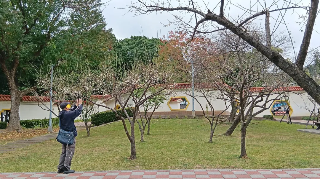 捷運士林站附近的志成公園梅花陸續綻放。(圖/台北市公園處提供)