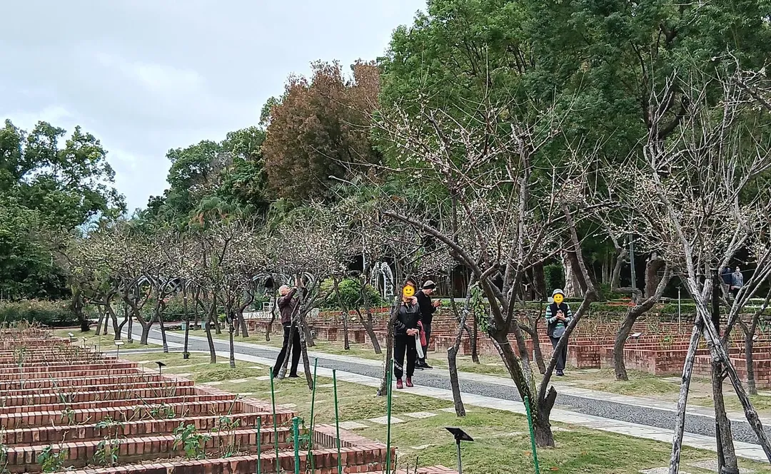 台北市士林區士林官邸玫瑰園的白梅達盛開期。(圖/台北市公園處提供)