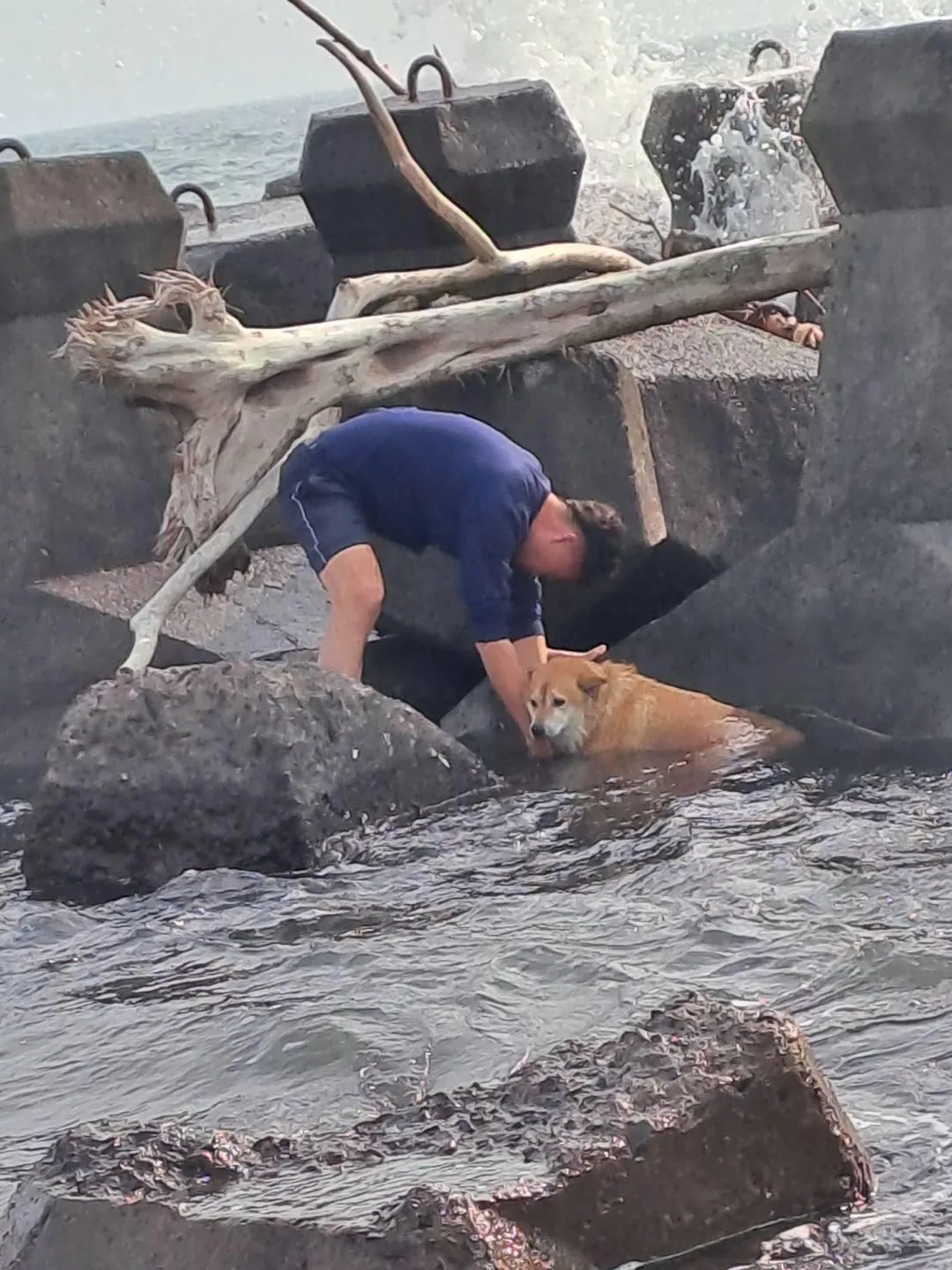 一隻家犬跳海時身上繩子卡在消波塊，險些滅頂。（圖／陳薇安小姐提供）
