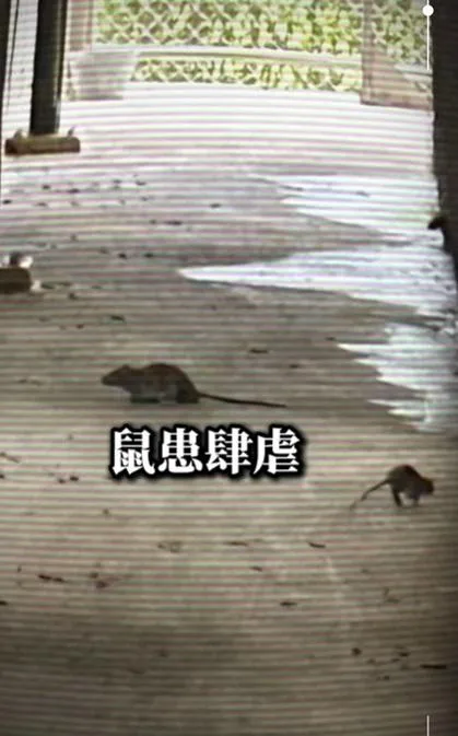 陳宥丞揭露內湖動物之家鼠患嚴重。（圖／陳宥丞臉書）