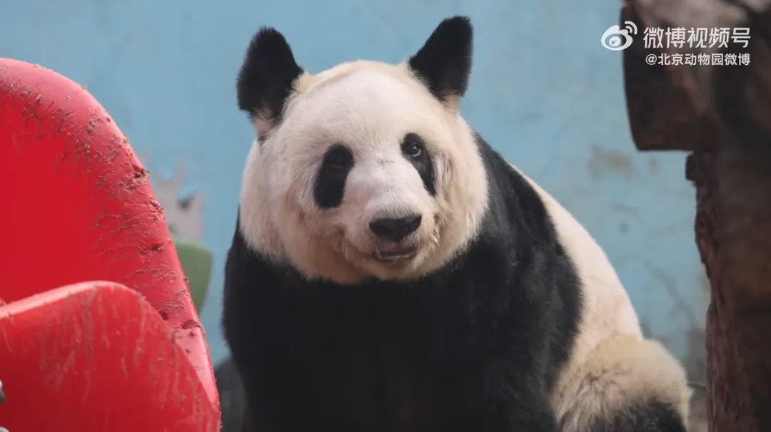 北京動物園公布丫丫的「吃播」畫面。(圖/翻攝微博@北京動物園微博)