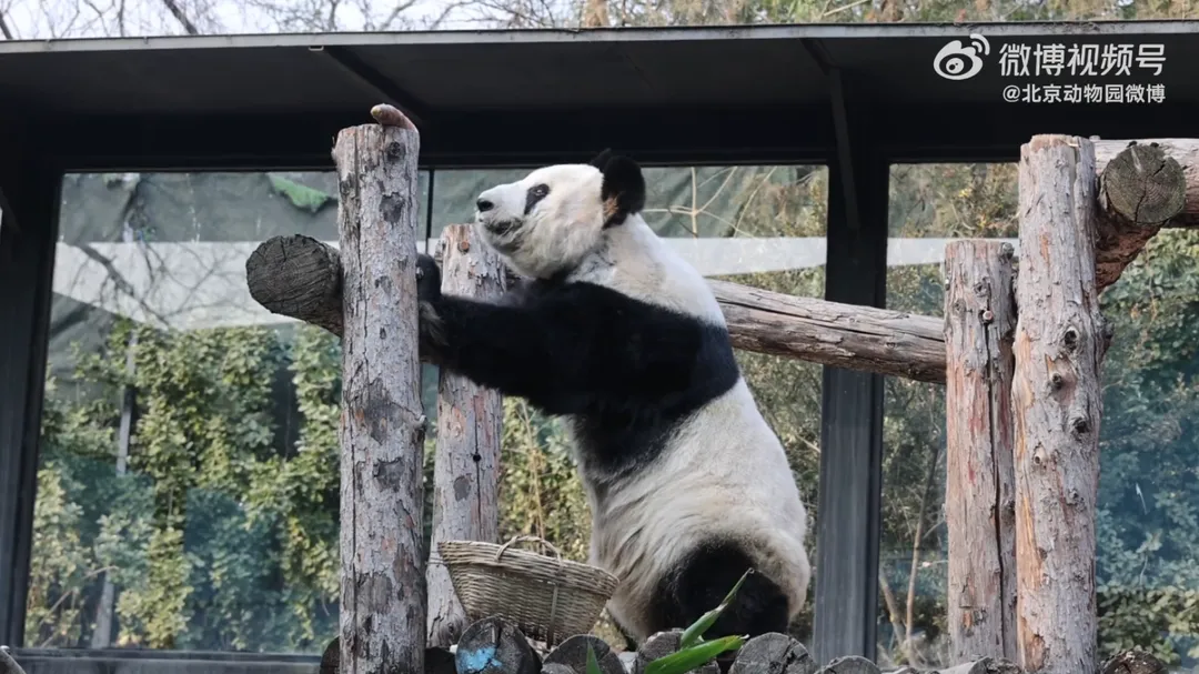 丫丫為超高齡長壽貓熊。(圖/翻攝微博@北京動物園微博)