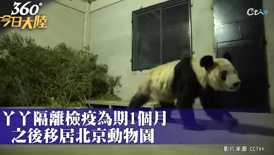 丫丫剛返回大陸時的模樣。(圖/中天新聞)