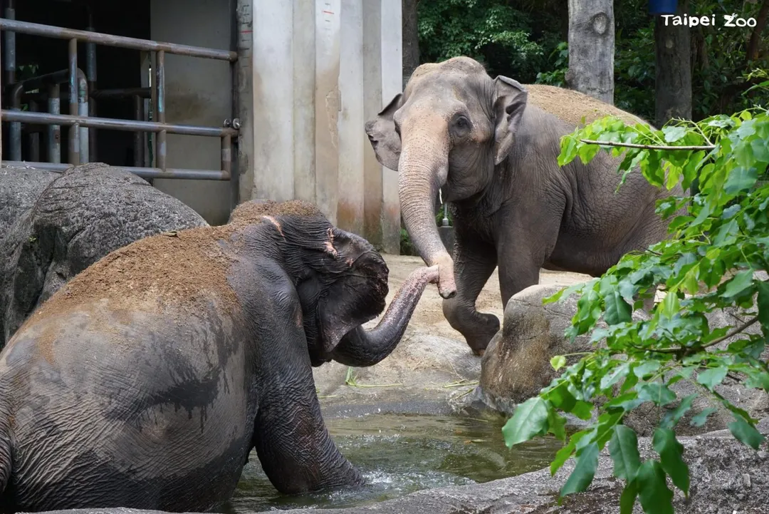 1987年時還是小象的「友信」、「友愷」就來到動物園內,曾輾轉生活在兒童動物區現址等地。(圖/台北市立動物園提供)