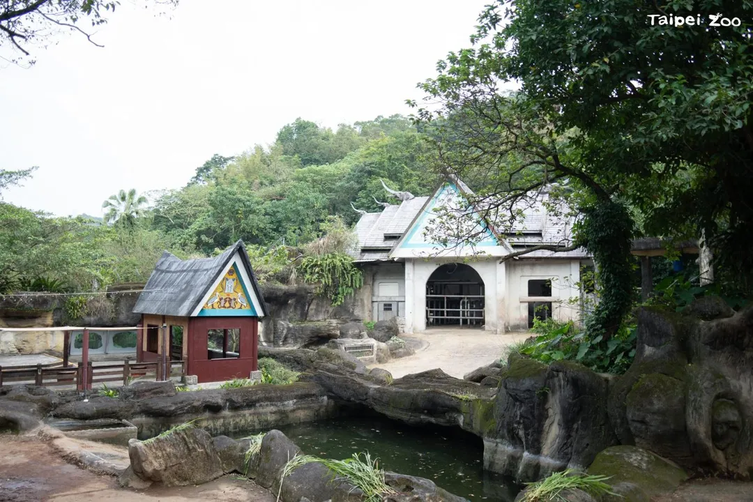 熱帶雨林區的亞洲象場地等區域將於今年逐步更新,以提升動物福祉和參觀環境。(圖/台北市立動物園提供)