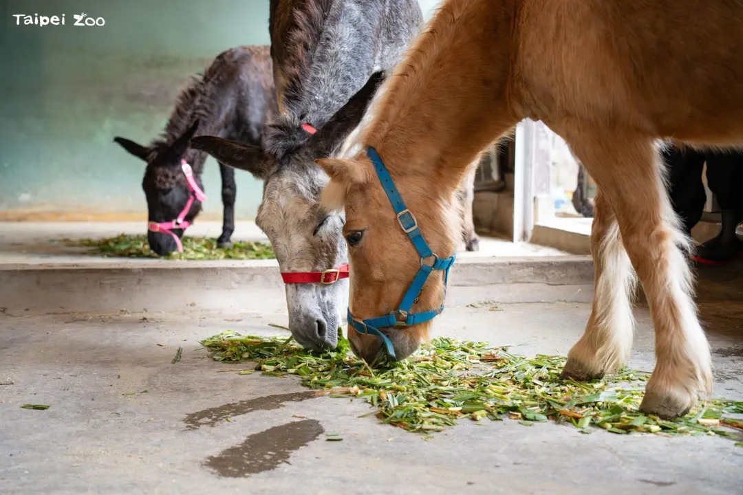 動物園提醒為了動物們的健康，千萬不要丟擲、餵食動物。（圖／台北市立動物園提供）