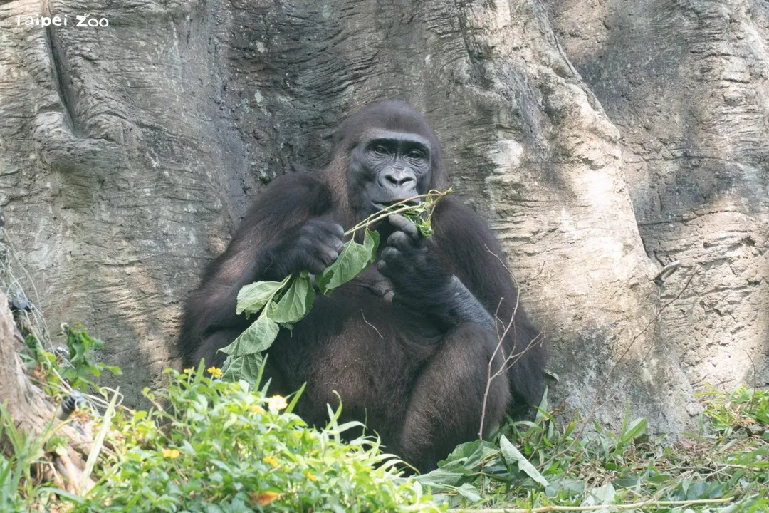 靈長類動物會依其對不同食材的消化與利用能力，而發展出不同的食性型態。（圖／台北市立動物園提供）