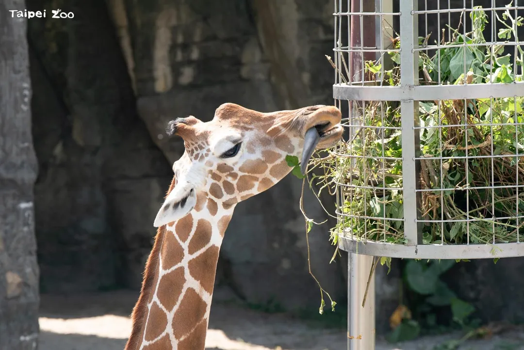 長頸鹿在冬季葉源較少時，動物園會嘗試替換不同品種的葉子或提供品質穩定的苜蓿乾草作為補充。（圖／台北市立動物園提供）
