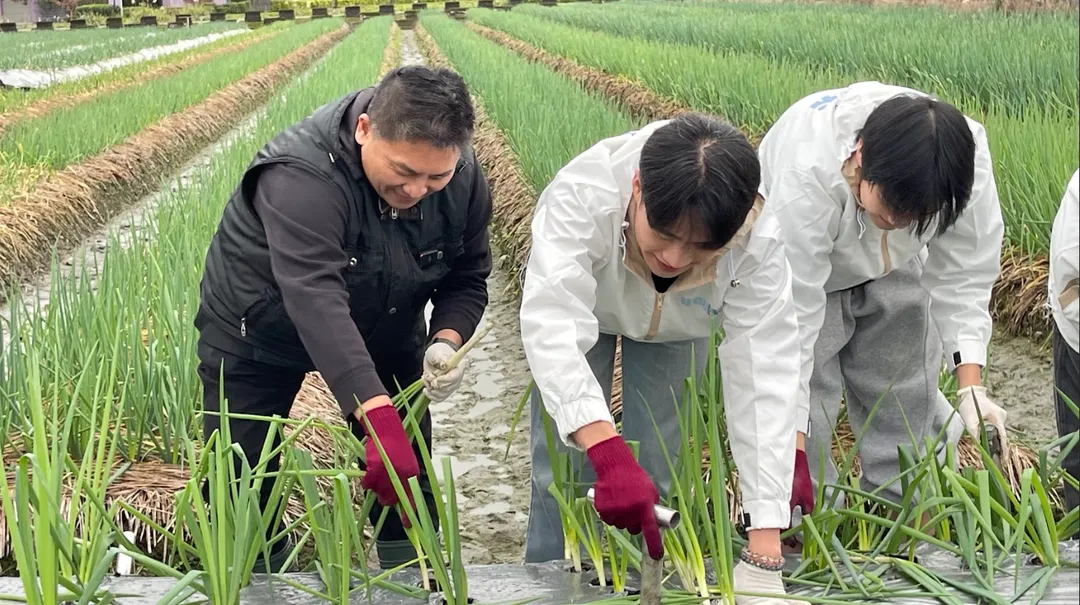 吳宗憲下蔥田拔蔥。（圖/國民黨提供）