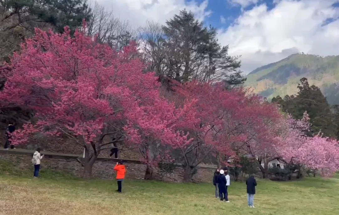 受惠於天氣轉好，武陵農場的主力櫻花紅粉佳人、昭和櫻等盛開達5成。（圖／中天新聞）