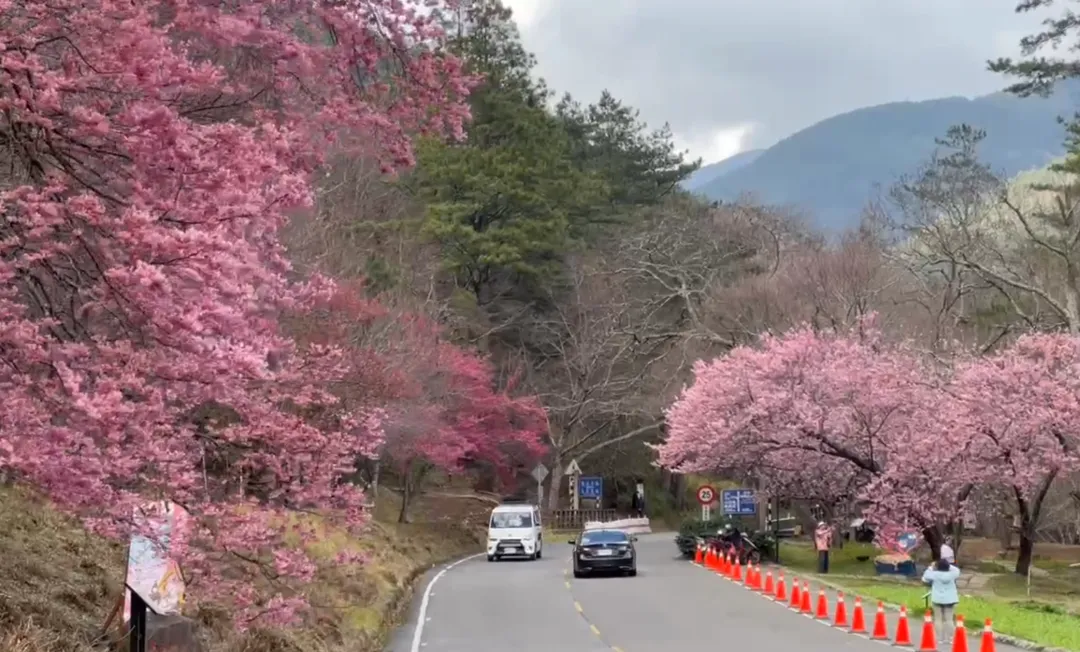 許多遊客駕車入園遊玩，櫻花林在道路兩側迎接春節人潮。（圖／中天新聞）